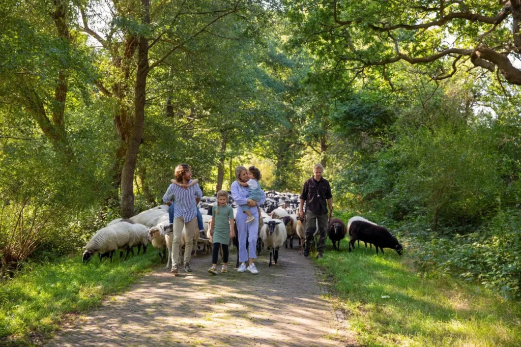 Family walks in front of a shepherd and his flock of sheep along a path shaded by trees.